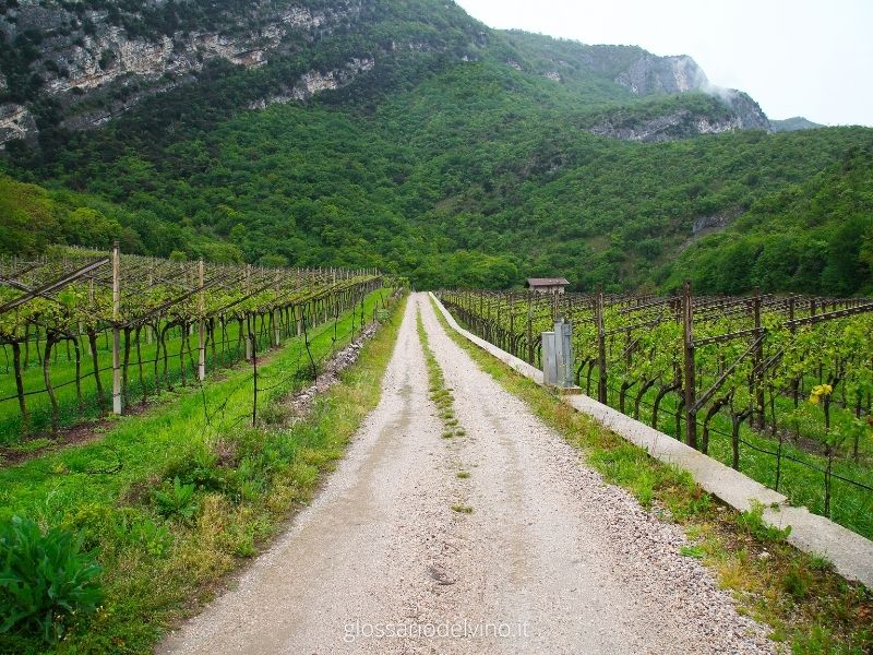 Vigneto in Trentino-Alto Adige
